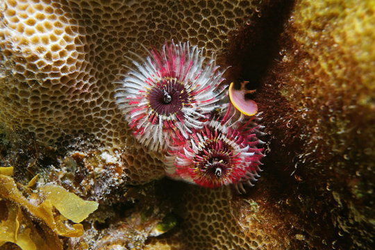 Colorful marine worm underwater, a christmas tree worm, Spirobranchus giganteus, Bora Bora, Pacific ocean, French Polynesia