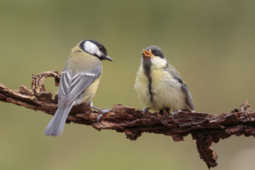 Tit0105