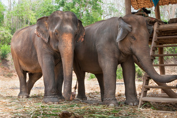 Obraz premium Asian elephant in protected nature park near chiang Mai, northern Thailand