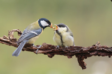 Tit0101
