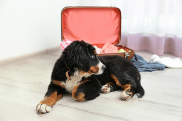 Cute funny dog lying on floor near open suitcase at home
