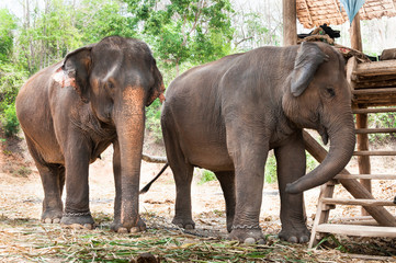 Fototapeta na wymiar Asian elephant in Thailand