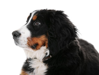 Cute funny dog on white background, closeup