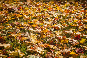 Background of dried leaves on the green grass. autumn