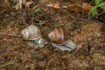 Zwei Schnecken - Waldbewohner in Deutschland
