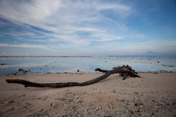 Driftwood on the shore of a tropical sea is shaped like a big snake