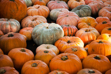A lot of pumpkins on Halloween, seasonal autumn decorative backg