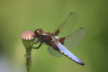 eine blaue libelle