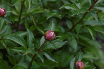 Peony, leaves and flower buds.