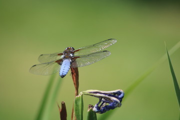 eine blaue libelle