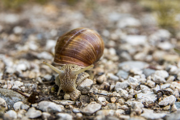 Schnecke auf Steinchen - Variante 2