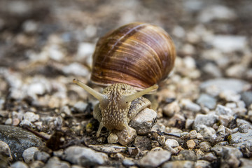 Schnecke auf Steinchen