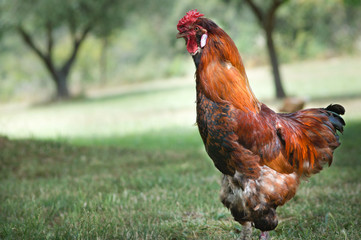 Royal Rooster