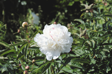 White Peony flower