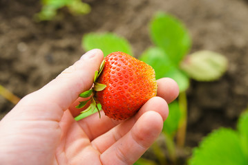 Strawberry home in hand