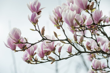 magnolia