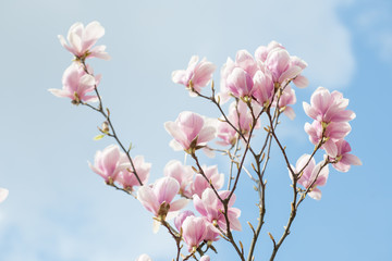 magnolia © Mariusz_arts