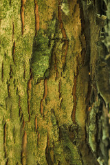 Old Wood Tree Texture Background Pattern