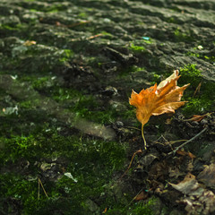 Old Wood Tree Texture Background Pattern