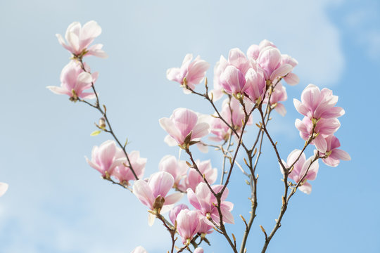 magnolia
