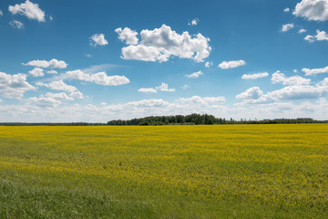 Fototapeta premium Blue sky with clouds over a field covered with yellow flowers