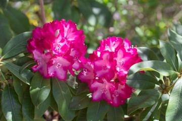 rhododendron