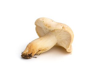 Tricholome de la Saint-Georges