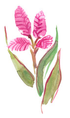 Pink quill blooming plant painted in watercolor on clean white background