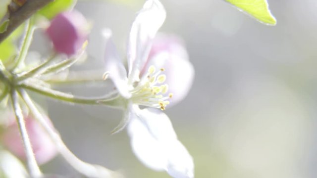 Spring flowers waking up on a sunny day slide over close up 4K