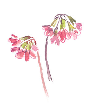 Two stems of cute pastel pink bluebell flowers painted in watercolor on clean white background