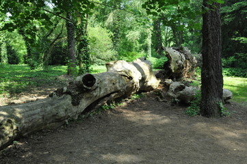 Powalone drzewo © Rafa