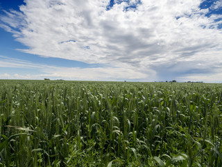 blue skies farm days:
