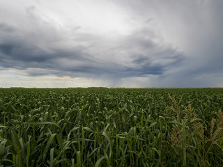 Fototapeta na wymiar farm crops in a big green field: 