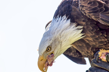 Falconry. American bald eagle bird of prey eating chick from falconers glove. Predator on display.