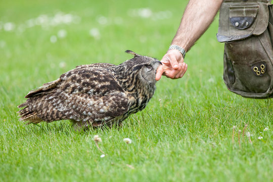 Eagle owl bird of prey aparently attacking human. Biting finger at display. - Powered by Adobe