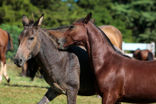 Cavalo Crioulo © Cesar Machado