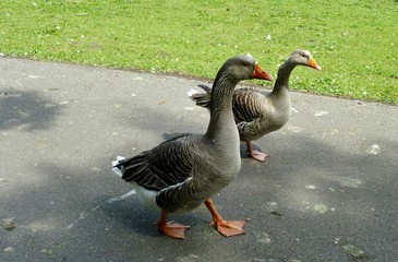 Two geese in the park
