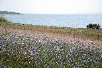Blossom blue flax flowers