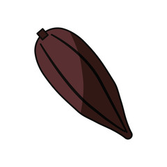 Cocoa fruit isolated