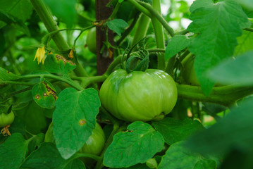 Green unripe tomato on a bush in a greenhouse