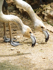 Dual synchronous dance of two flamingos