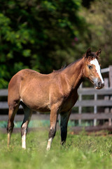 Obraz premium Cavalo Crioulo