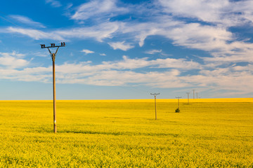 Rapeseed field in the Czech Republic countryside.