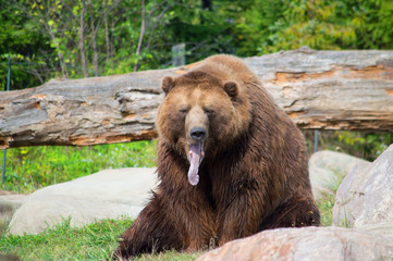Obraz na płótnie Canvas Tired Grizzly Bear yawning in the sun