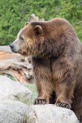 Obraz premium Grizzly bear standing on a rock