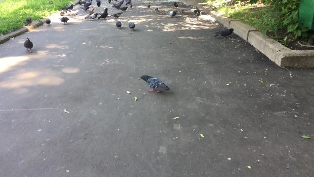 Pigeons eating bread crumbs on the grey asphalt in the park.