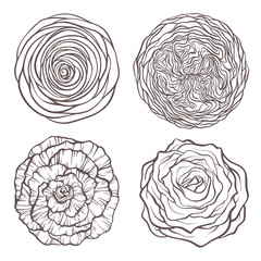 Rose flowers set hand drawn botanical vector illustration