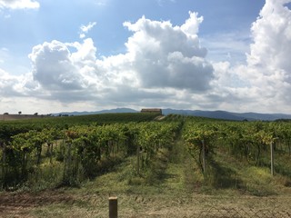 Vineyard in sunshine