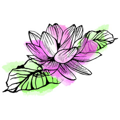 Hand drawn lotus on watercolor background in a sketch style. Floral collection.