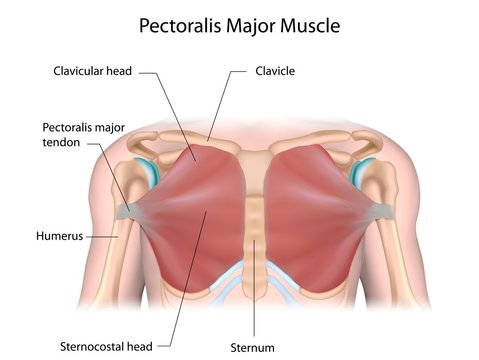 25,320 Pectoral Muscles Images, Stock Photos, 3D objects